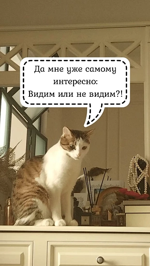 Котики не видят свое отражение в зеркале? Раскрываем секреты! 9518