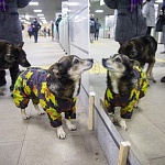 Миниатюра Станции Московского Центрального Диаметра