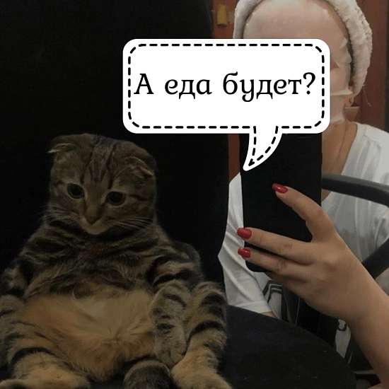 Котики не видят свое отражение в зеркале? Раскрываем секреты! 9517