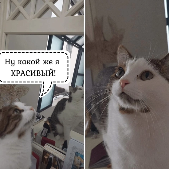 Котики не видят свое отражение в зеркале? Раскрываем секреты! 9519