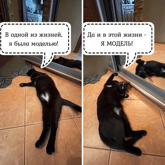 Котики не видят свое отражение в зеркале? Раскрываем секреты! 9516