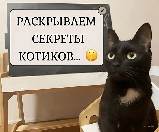 Котики не видят свое отражение в зеркале? Раскрываем секреты! 9515
